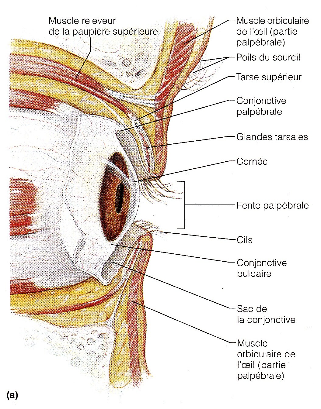 Les gouttes de la fatigue et les oedèmes des oeil